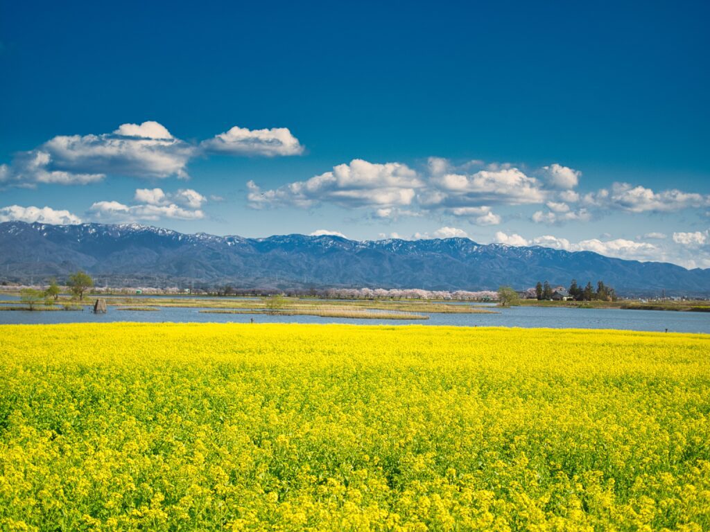 新潟市北区　福島潟の菜の花