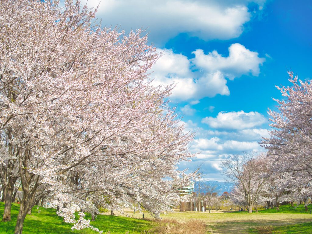 福島潟の桜　遊水館