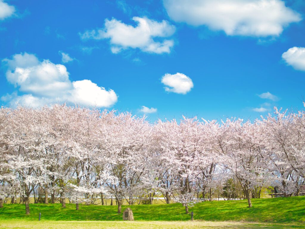 福島潟の桜