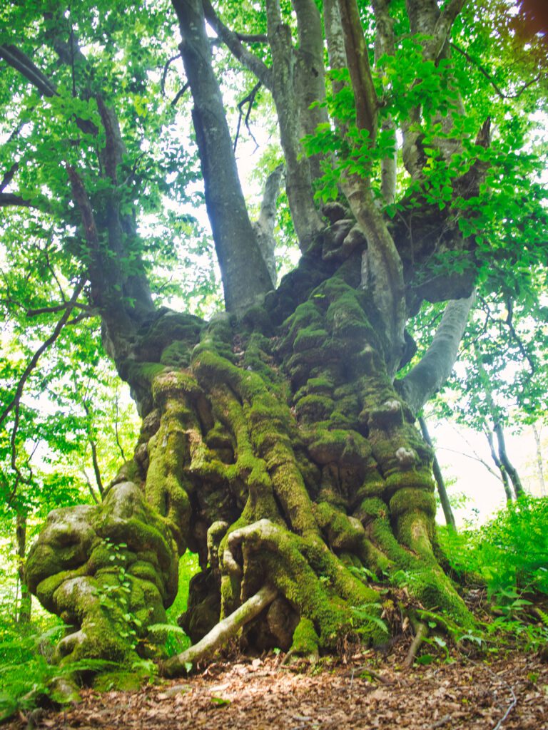 ブナの巨木