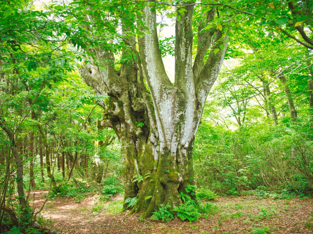 ししのくらの森　ブナの巨木