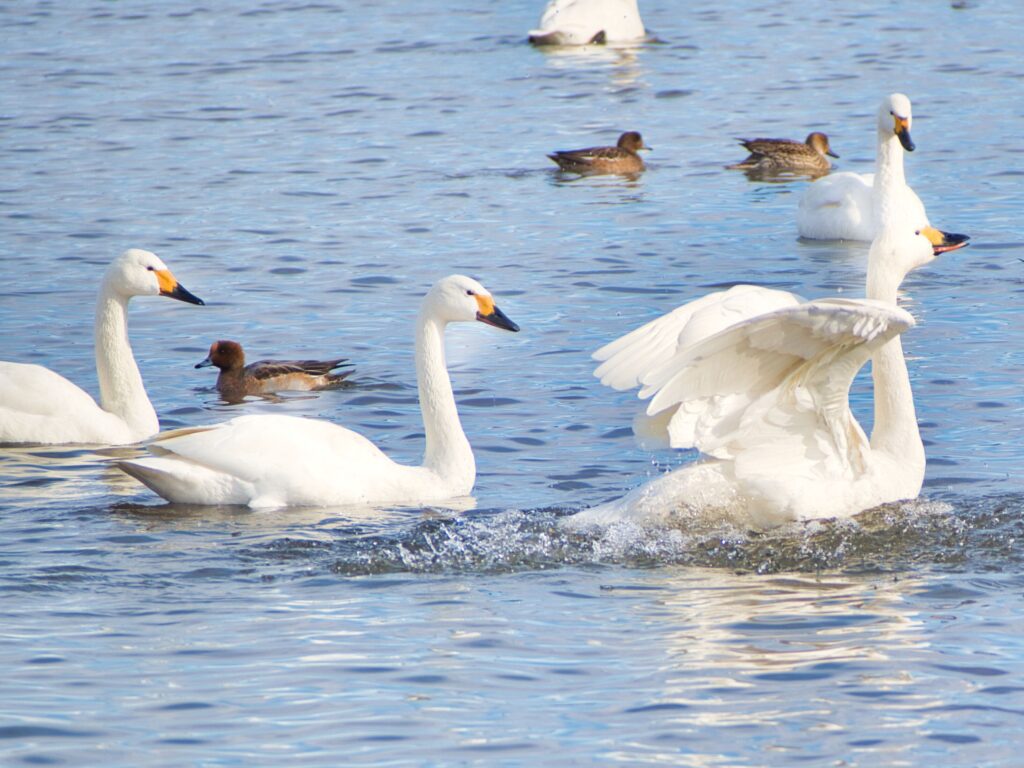 瓢湖の白鳥