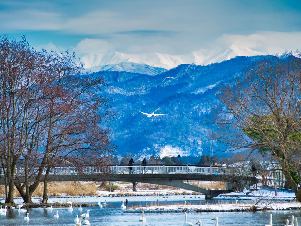 冬の瓢湖