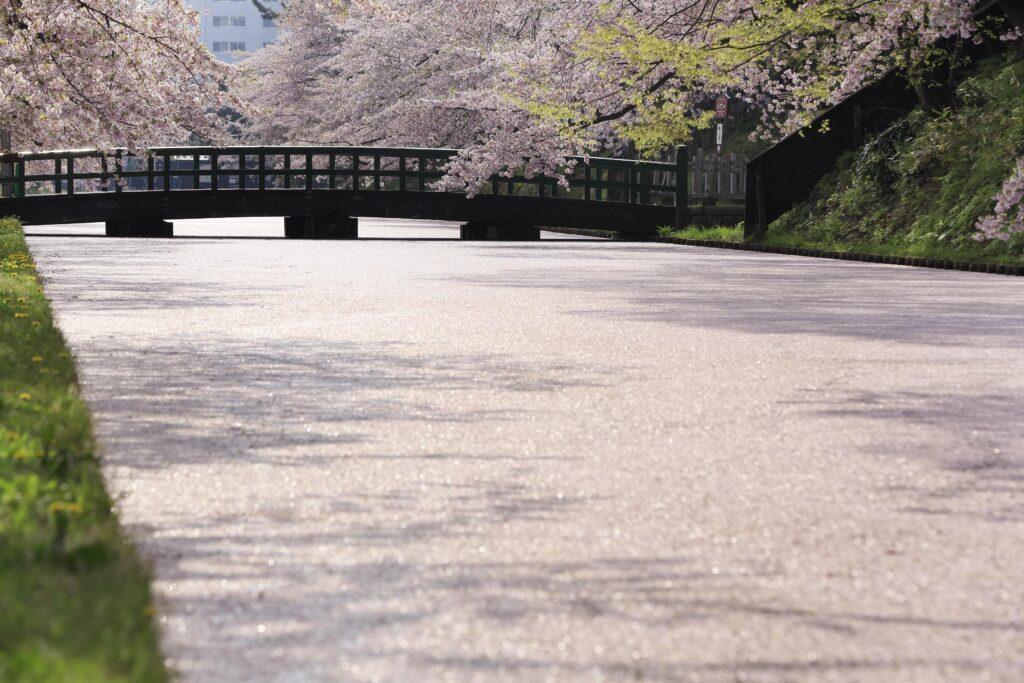 弘前公園　桜の花筏