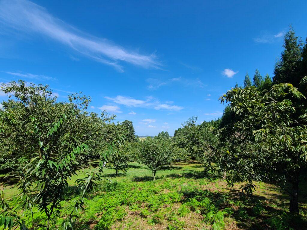 五泉　今井観光栗園　栗拾い