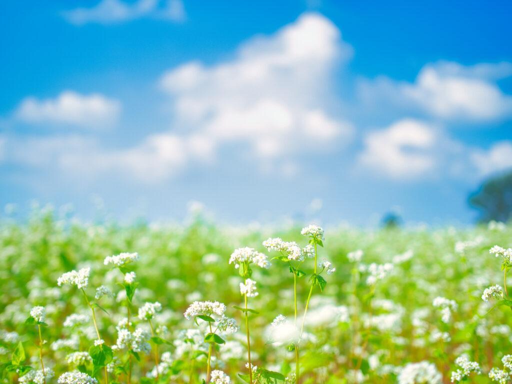 小千谷市　山本山の蕎麦の花