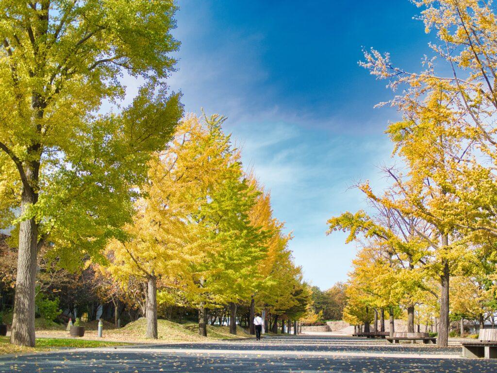 新潟県スポーツ公園　銀杏並木