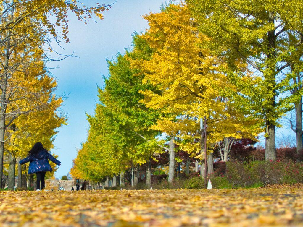 県立スポーツ公園　銀杏並木