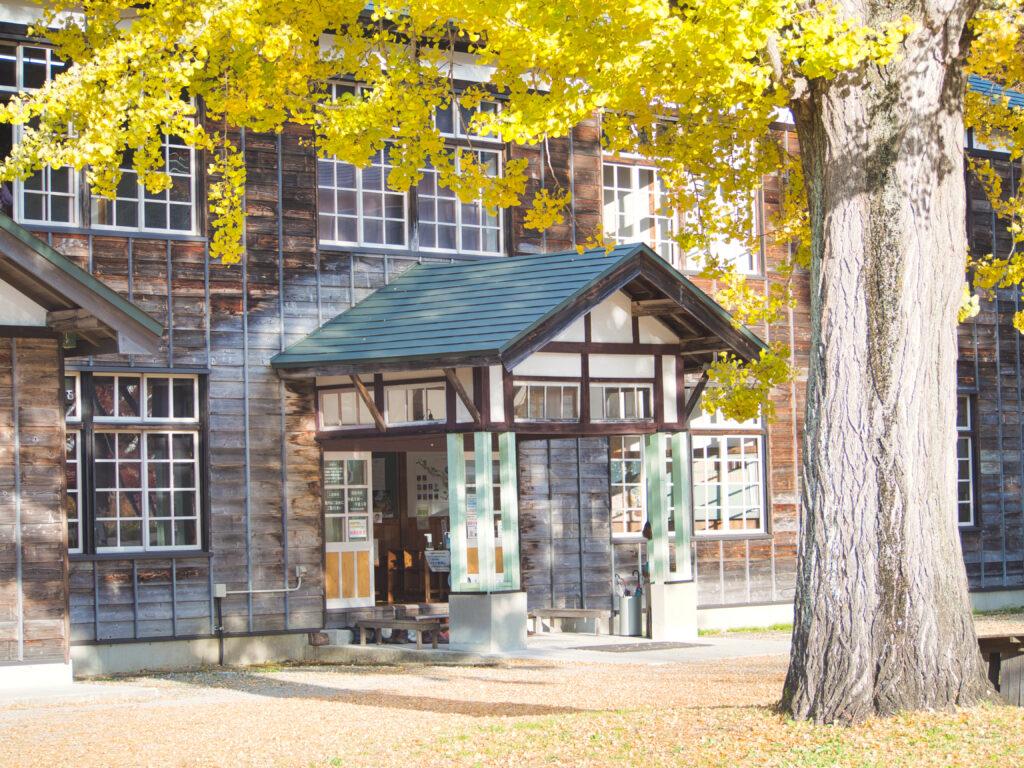 昭和村　喰丸小学校の銀杏