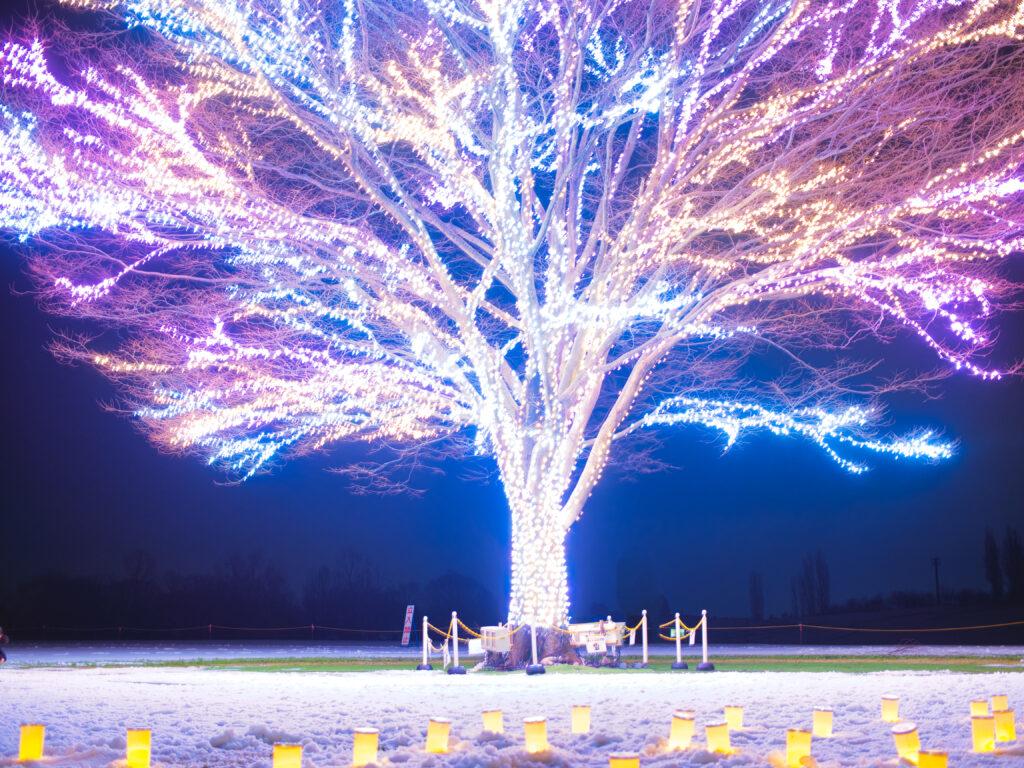 越後丘陵公園　キャンドルナイト