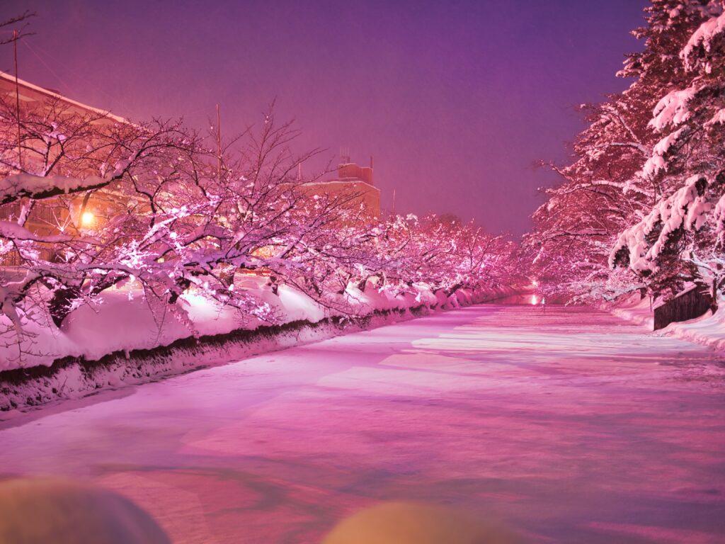 弘前市　冬のさくらライトアップ