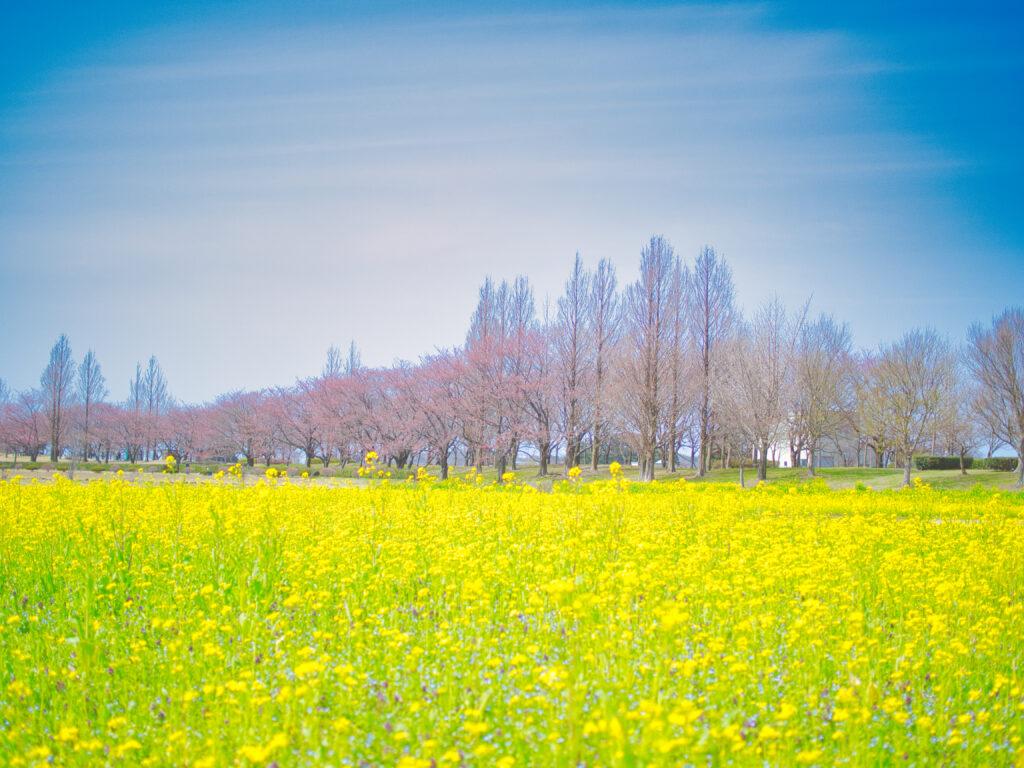 新潟市　上堰潟の菜の花と桜