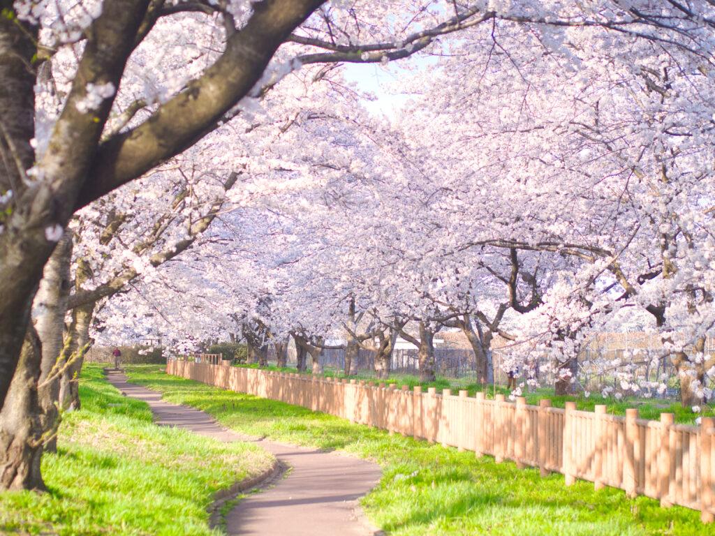 聖篭町　真野の桜並木