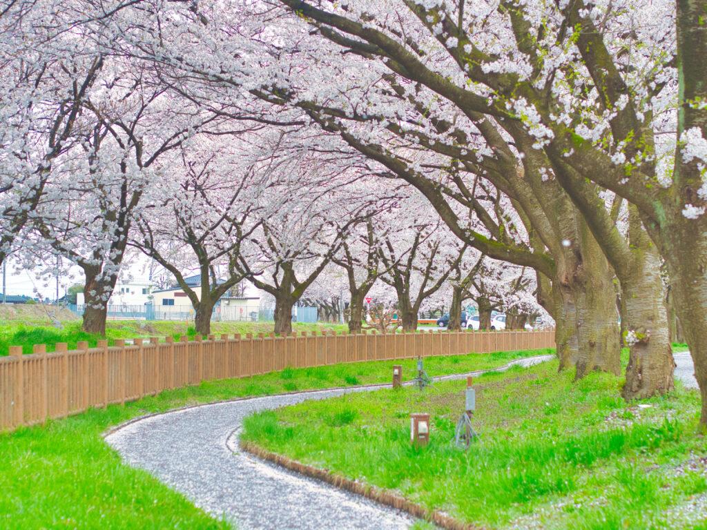 聖篭町　真野の桜並木
