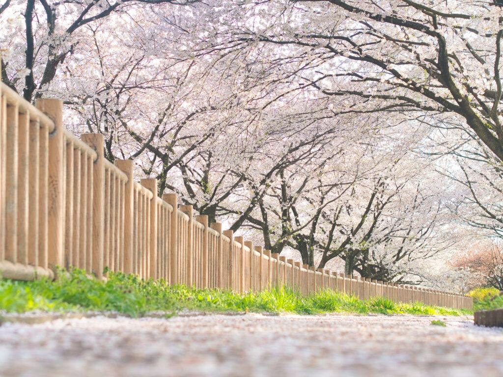 聖篭町　真野の桜並木
