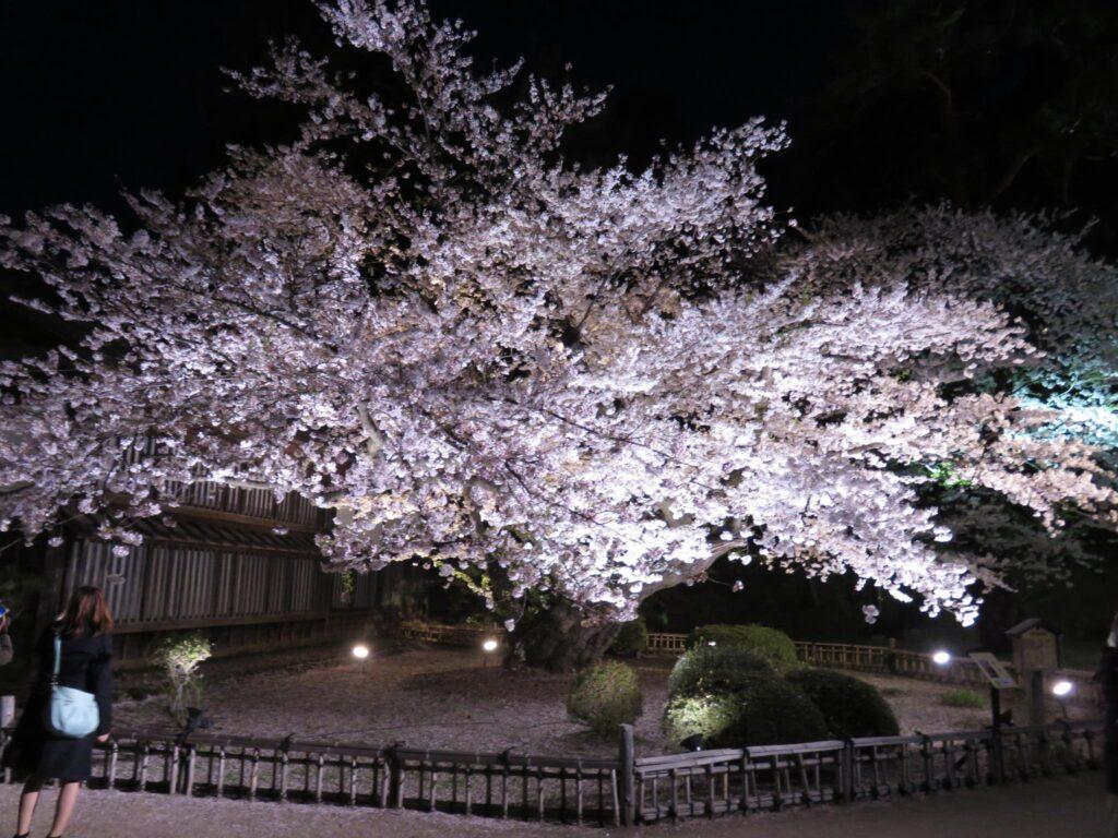 長寿の桜　ライトアップ