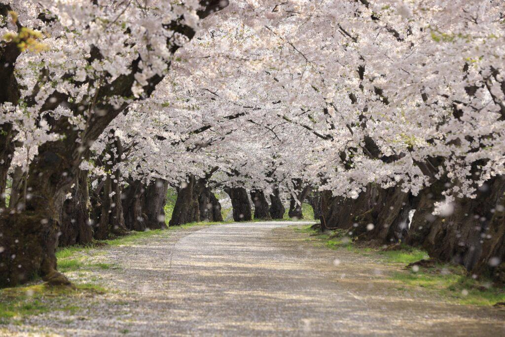弘前さくらまつり　桜のトンネル　王林の青森旅