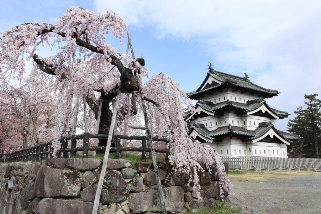 弘前城と枝垂桜