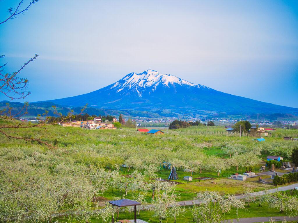 満開のりんごと岩木山