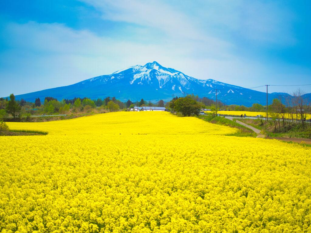 岩木山と菜の花畑